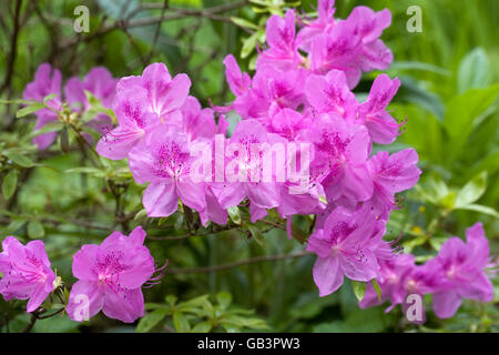 Rhododendron fleuri rose. Banque D'Images
