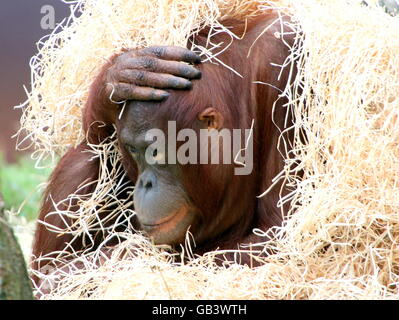 Femelle orang-outan excentriques (Pongo pygmaeus) couvrant elle-même avec hay Banque D'Images