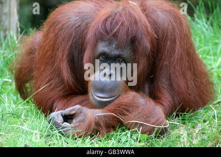 Femelle adulte orang-outan (Pongo pygmaeus), yeux attentifs Banque D'Images