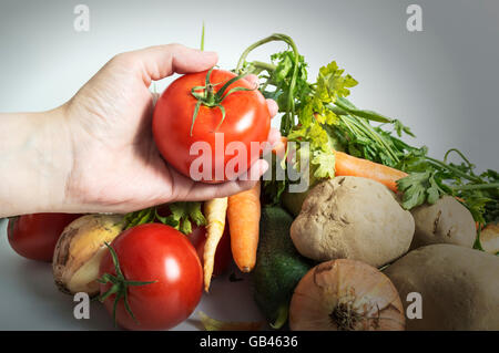 Mains tenant les tomates fraîchement récolté. Focus sélectif. Banque D'Images