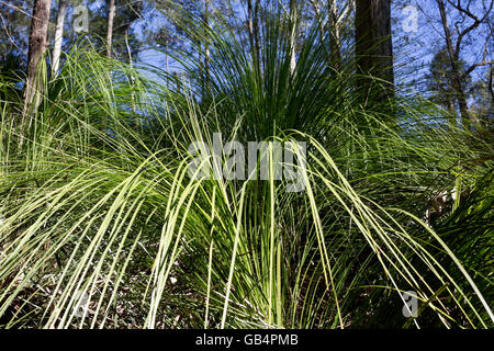 La forêt (arbres herbe xanthorrhoea johnsonii), une spectaculaire caudiciform plante, est une graminée indigène australienne Banque D'Images