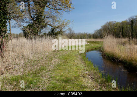 Voir d'Upton Fen réserve naturelle, Norfolk, Angleterre, Royaume-Uni Banque D'Images