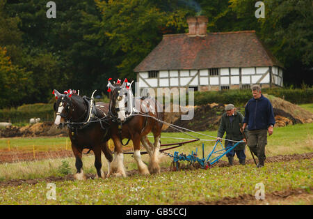 Charlie Coffin, un gros pilote de chevaux et champion du labour de Salisbury, dirige ses chevaux de Shire Duke et Dan lors d'une exposition de labour, dans le cadre du salon de la campagne d'automne au musée en plein air Weald and Downland à Singleton, dans l'ouest du Sussex Banque D'Images