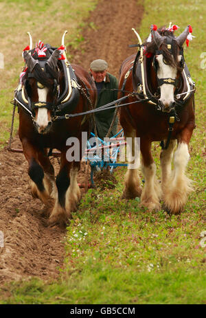 Charlie Coffin, un gros pilote de chevaux et champion du labour de Salisbury, dirige ses chevaux de Shire Duke et Dan lors d'une exposition de labour, dans le cadre du salon de la campagne d'automne au musée en plein air Weald and Downland à Singleton, dans l'ouest du Sussex Banque D'Images