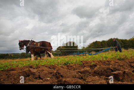 Charlie Coffin, un gros pilote de chevaux et champion du labour de Salisbury, dirige ses chevaux de Shire Duke et Dan lors d'une exposition de labour, dans le cadre du salon de la campagne d'automne au musée en plein air Weald and Downland à Singleton, dans l'ouest du Sussex Banque D'Images