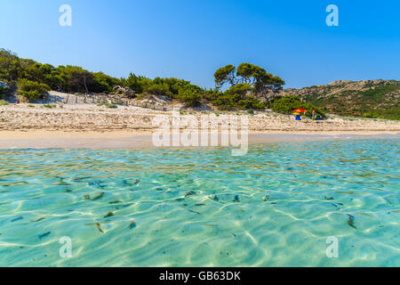 La mer d'azur de l'eau sur la plage de Saleccia près de Saint Florent, Corse, France Banque D'Images