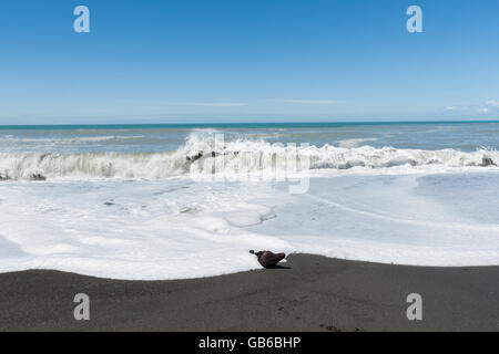 Les vagues déferlent sur la plage du Pacifique Sud en Nouvelle-Zélande laissant mousse blanche laver comme ils retournent. Banque D'Images