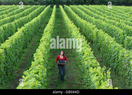 Camel Valley Vineyard Banque D'Images