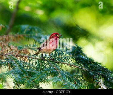 Le Roselin pourpré est l'oiseau qui a été a décrit comme un moineau trempé dans du jus de framboise. Banque D'Images