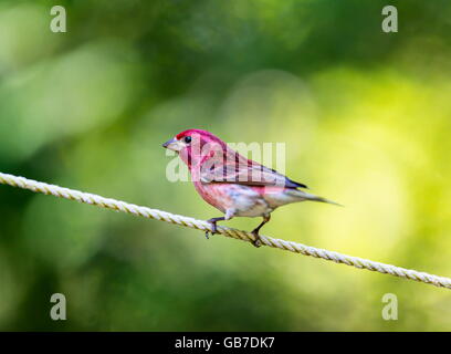 Le Roselin pourpré est l'oiseau qui a été a décrit comme un moineau trempé dans du jus de framboise. Banque D'Images