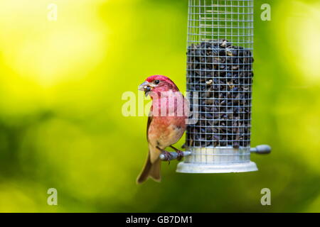 Le Roselin pourpré est l'oiseau qui a été a décrit comme un moineau trempé dans du jus de framboise. Banque D'Images
