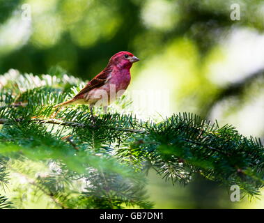 Le Roselin pourpré est l'oiseau qui a été a décrit comme un moineau trempé dans du jus de framboise. Banque D'Images