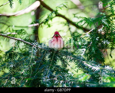 Le Roselin pourpré est l'oiseau qui a été a décrit comme un moineau trempé dans du jus de framboise. Banque D'Images