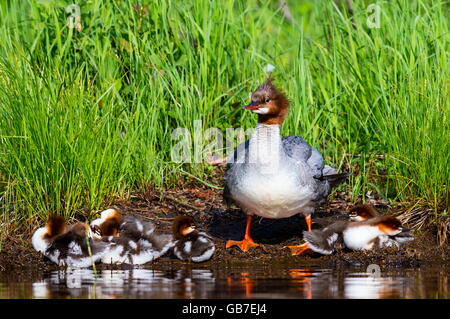 L'élégant à corps gris Grand Harle femelle avec les poussins, Banque D'Images