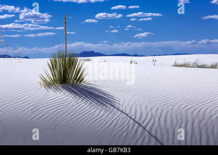 White Sands National Monument Nouveau Mexique Banque D'Images