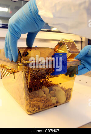 Un membre du personnel avec des souris dans une salle de souris dans le nouveau bâtiment des sciences biomédicales de l'Université d'Oxford. Banque D'Images