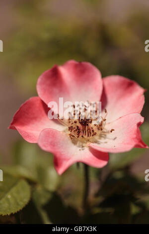 Bonne Chappy abricot rose rose, rose, fleur fleurit comme couvre-sol dans un jardin botanique en été Banque D'Images