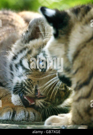 Des tigres à Howletts Banque D'Images