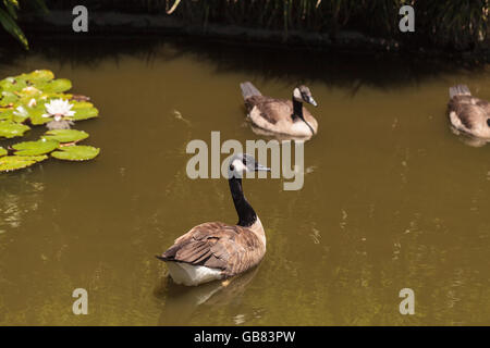 La bernache du Canada, Branta canadensis maxima, au bord d'un étang au printemps dans le sud de la Californie, aux États-Unis. Banque D'Images