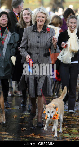 La duchesse de Cornwall marche Manille, un chien de rue, lors d'une célébration caritative du « jour du chien » népalais à Green Park à Londres. Banque D'Images