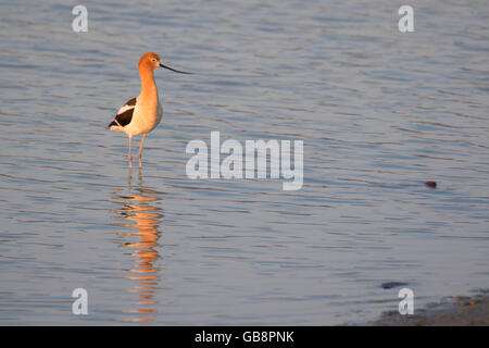 L'avocette d'Amérique, été lac de faune, de l'Oregon Outback Scenic Byway, Oregon Banque D'Images