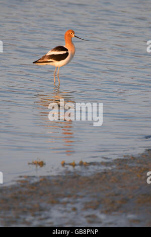 L'avocette d'Amérique, été lac de faune, de l'Oregon Outback Scenic Byway, Oregon Banque D'Images