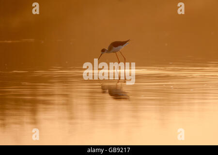 Black winged stilt au lever du soleil, à un étang Banque D'Images