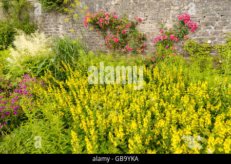 Escalade rose roses et fleurs jaunes dans un jardin anglais Banque D'Images