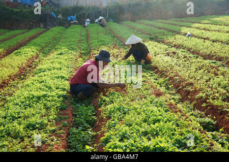 Agriculteurs vietnamiens travaillant sur le champ de légumes, ils sont le désherbage de carotte dans l'usine de Dalat Banque D'Images