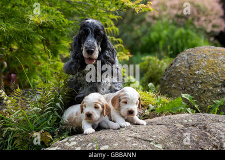 Cocker Anglais femelle bienveillante mère avec deux petits chiots, 24 jours de vieux chiens outdoor le jardin rock Banque D'Images