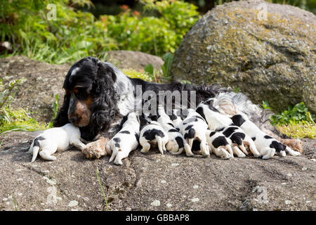 Cocker Anglais femelle bienveillante mère avec 9 très petit chiots, 14 jours de vieux chiens de cloque sur l'extérieur. Potable chiots mil Banque D'Images