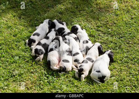 Cocker Anglais chiots, 14 jours de vieux chiens en plein air, sur l'herbe verte Banque D'Images