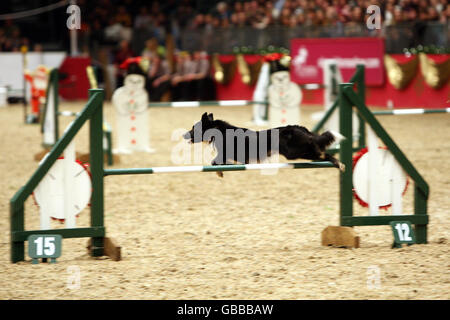 The Kennel Club Dog Agility lors de la représentation en soirée de l'Olympia The London International Horse show au Great Hall of Olympia Exhibition Centre, dans l'ouest de Londres. Banque D'Images