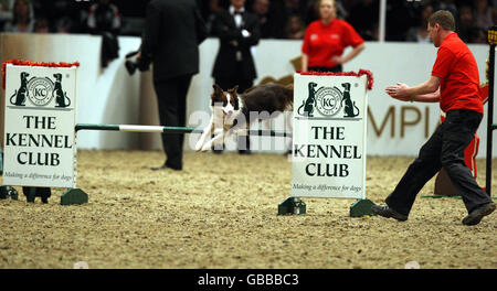 The Kennel Club Dog Agility lors de la représentation en soirée de l'Olympia The London International Horse show au Great Hall of Olympia Exhibition Centre, dans l'ouest de Londres. Banque D'Images