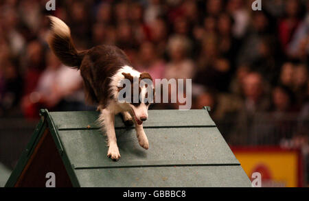 The Kennel Club Dog Agility lors de la représentation en soirée de l'Olympia The London International Horse show au Great Hall of Olympia Exhibition Centre, dans l'ouest de Londres. Banque D'Images