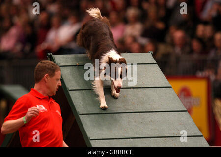 The Kennel Club Dog Agility lors de la représentation en soirée de l'Olympia The London International Horse show au Great Hall of Olympia Exhibition Centre, dans l'ouest de Londres. Banque D'Images