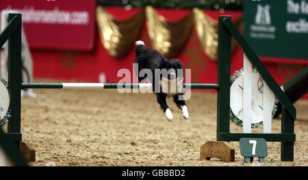 The Kennel Club Dog Agility lors de la représentation en soirée de l'Olympia The London International Horse show au Great Hall of Olympia Exhibition Centre, dans l'ouest de Londres. Banque D'Images