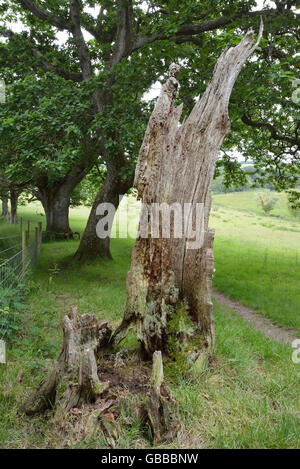 Vestiges d'anciens (pédonculé anglais) Arbre de chêne - Quercus robur Banque D'Images