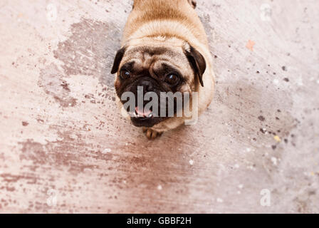 Photographie d'un pug dog sur un plancher de béton Banque D'Images