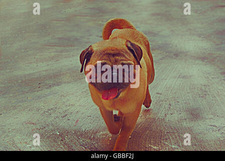 Photographie d'un pug dog sur un plancher de béton Banque D'Images