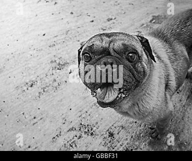 Photographie en noir et blanc d'un pug dog sur un plancher de béton Banque D'Images