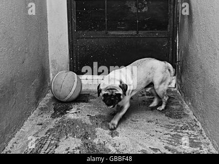 Photographie d'un pug dog et d'une balle de basket-ball sur un sol en béton et Banque D'Images