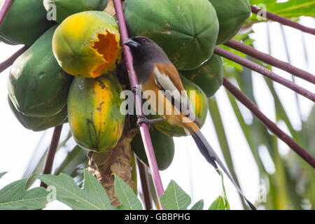 Arbre indien Dendrocitta vagabunda Pie ( ) Banque D'Images