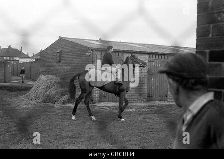 Courses hippiques - chevaux célèbres - Nijinsky - Doncaster - 1970.« Nijinsky » pour une diffusion dans le Yard de Doncaster aujourd'hui, vu à travers l'escrime de sécurité érigée autour de toutes les écuries. Banque D'Images