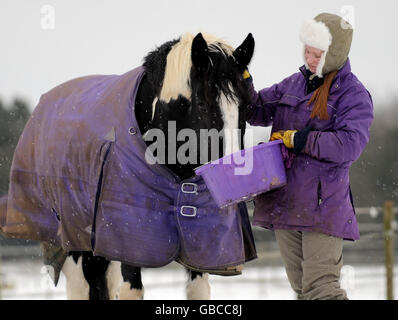 Mary Davis, âgée de 17 ans, de Bredgar, nourrit son cheval dans la neige sur une ferme près de Sittingbourne, dans le Kent. Banque D'Images