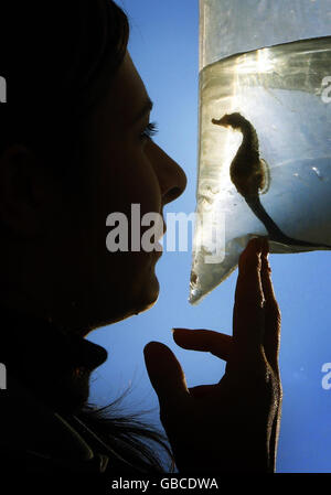 Zahra d'aronvlle, employé de l'aquarium Blue Reef, avec un hippocampe Big Belly à l'aéroport d'Édimbourg, après avoir pris l'avion de Southampton à destination de la nouvelle maison de l'hippocampe à l'aquarium Deep Sea World en Écosse. Banque D'Images