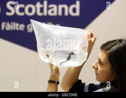 Zahra d'aronvlle, employé de l'aquarium Blue Reef, avec un hippocampe Big Belly à l'aéroport d'Édimbourg, après avoir pris l'avion de Southampton à destination de la nouvelle maison de l'hippocampe à l'aquarium Deep Sea World en Écosse. Banque D'Images