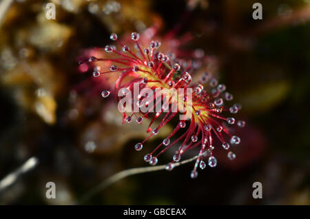Feuilles oblongues-leaved sundew. Banque D'Images