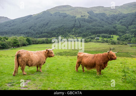 Écossais typique de scène paire de Highland cattle dans les terres agricoles avec des collines boisées à l'arrière-plan Banque D'Images