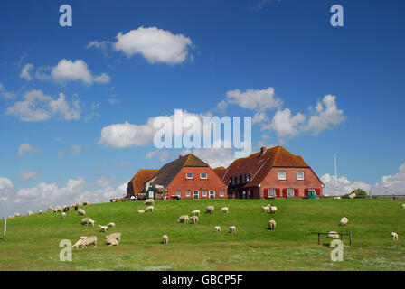 Hallig Nordstrandischmoor, Frise du Nord, mer du Nord, Schleswig-Holstein, Allemagne Banque D'Images